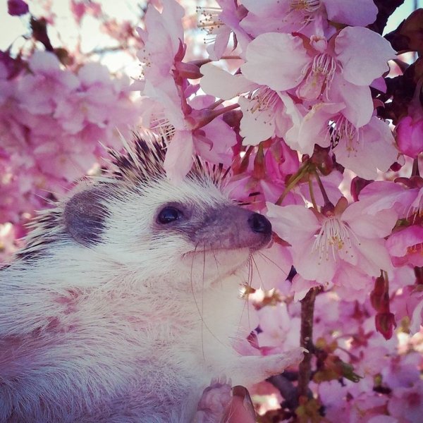 Ежик весной