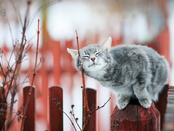 Кот в венке из цветов