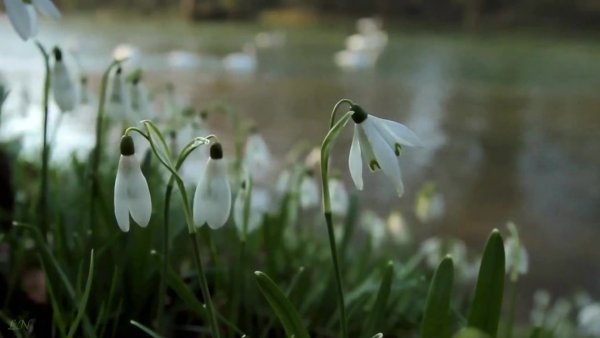 Вивальди Весна
