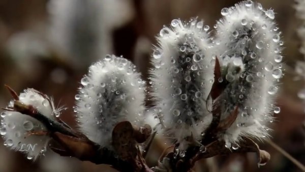 Вивальди Весна март
