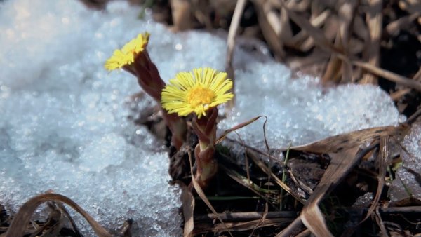 Время года Весна