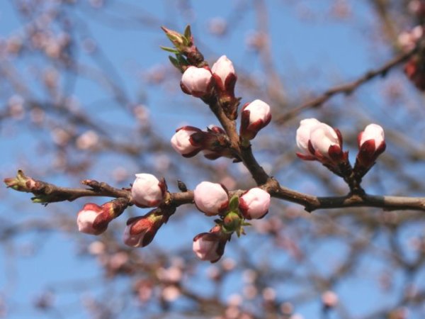 Вивальди Весна