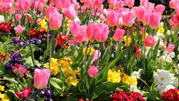 Весенние впечатления