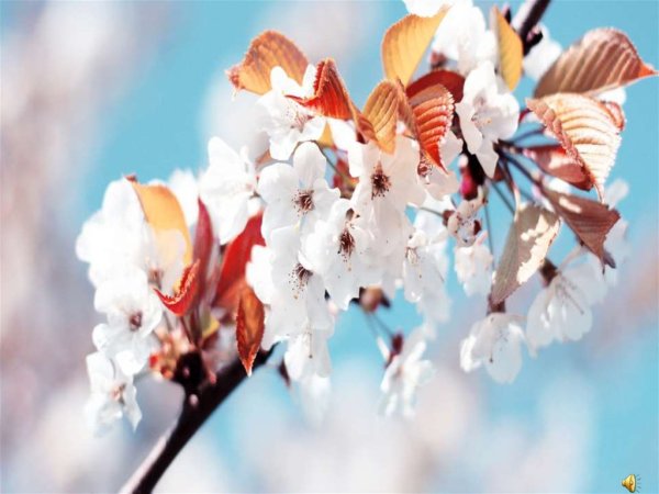 Антонио Вивальди времена года