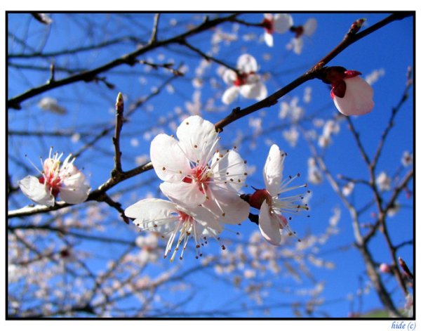Антонио Вивальди времена года Весна
