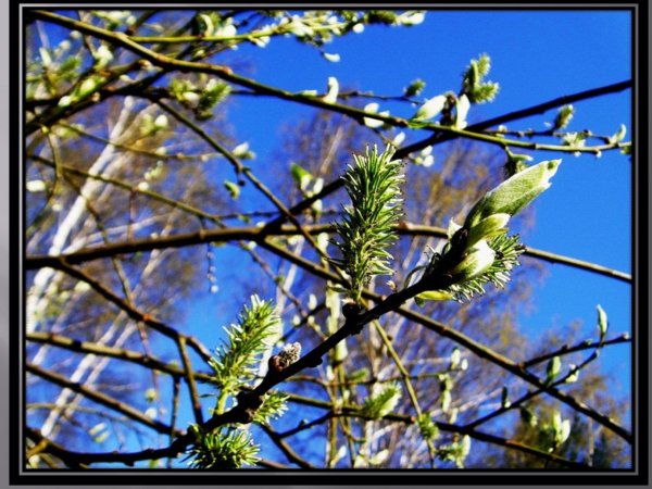 А. Вивальди. Из цикла «времена года».