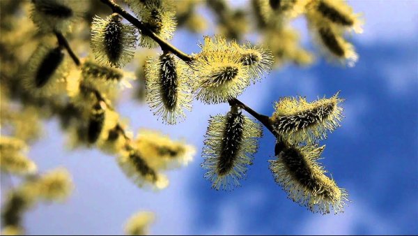 Весна рядом