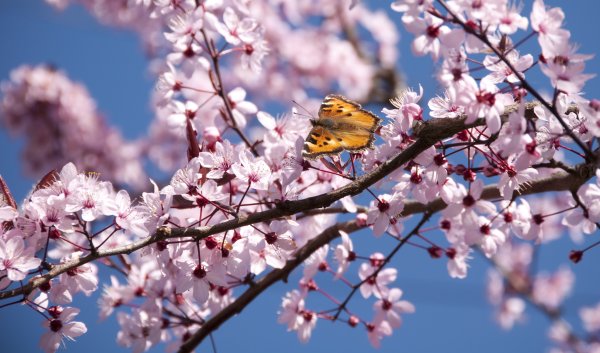 Антонио Весна