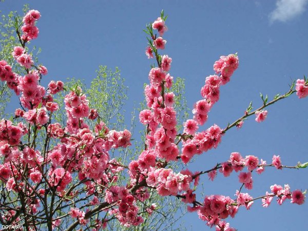 Визуальный ряд на тему Весна