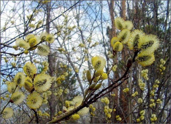 Томск весной