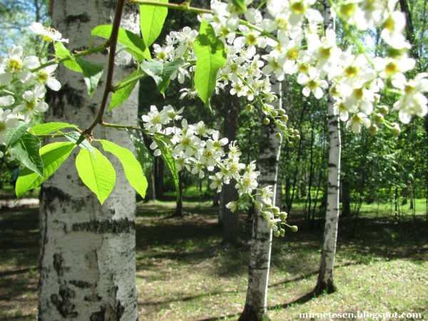 Цветение черемухи Томск