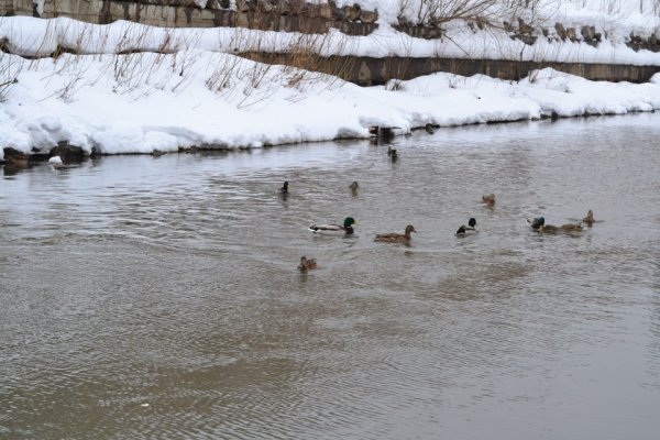 Томск Весна природа фото