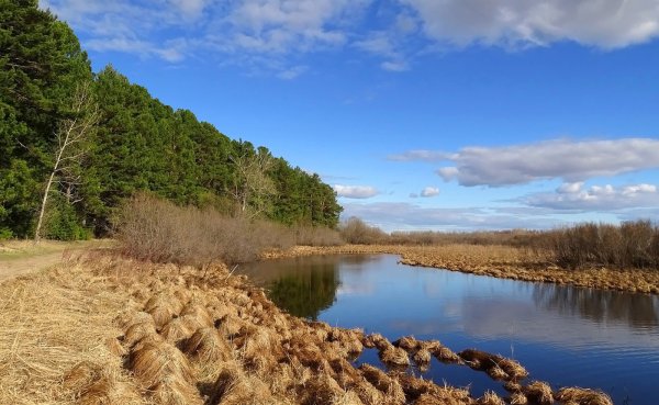 Природа Томской области