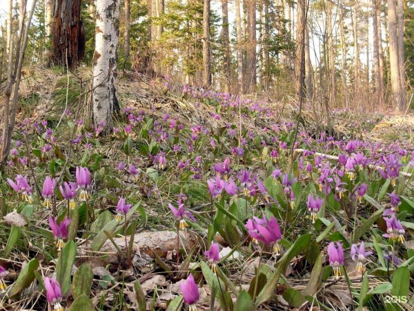 Весна красивые фото Томск