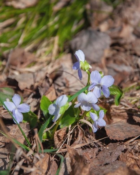 Томск Весна