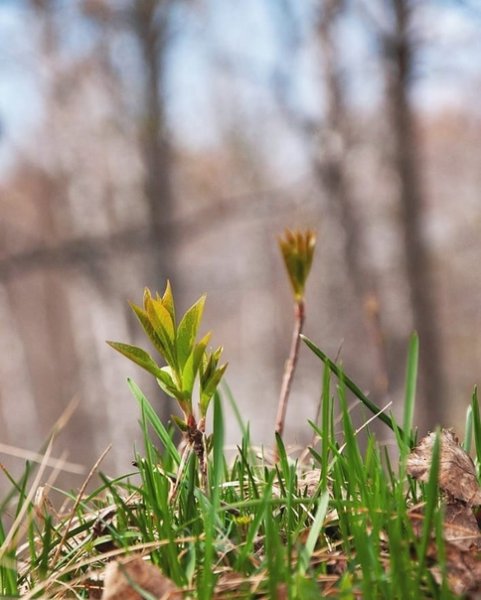 Березовая роща Тверь парк