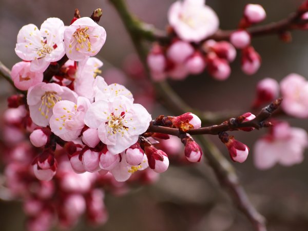 Весна природа оживает