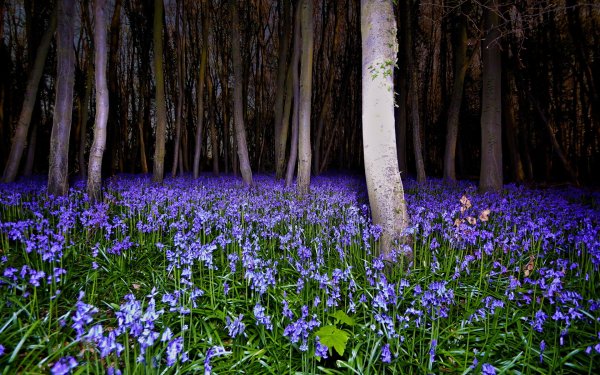 Сиреневые цветы в лесу