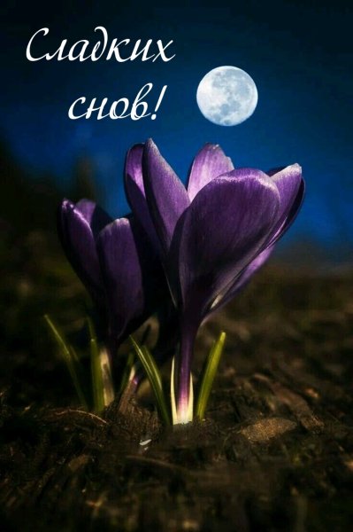 Лунная сирень