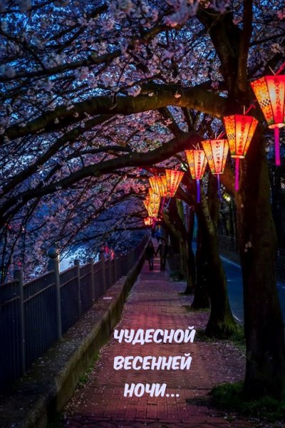 Белой акации гроздья душистые