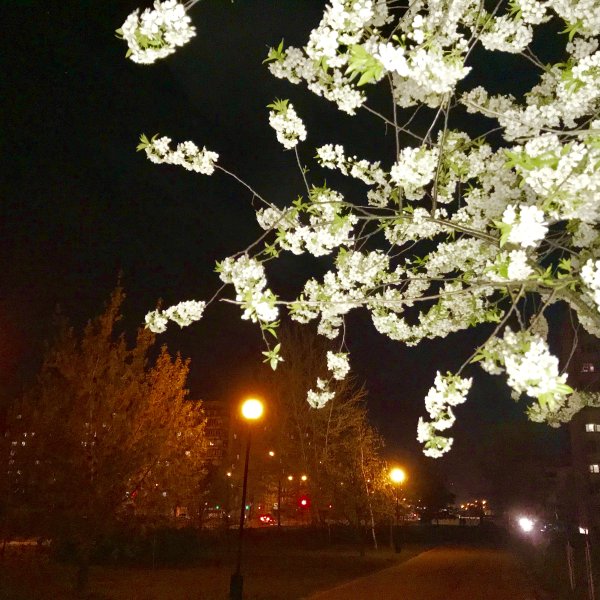 Весенняя ночь