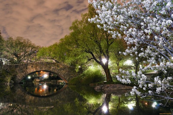 Ветка Сакуры на черном фоне