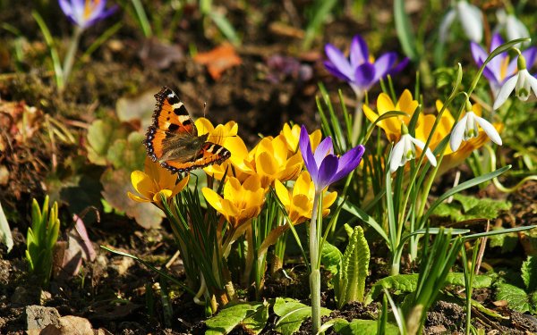 Апрельские крокусы