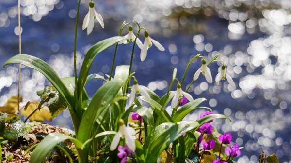 Ранние подснежники