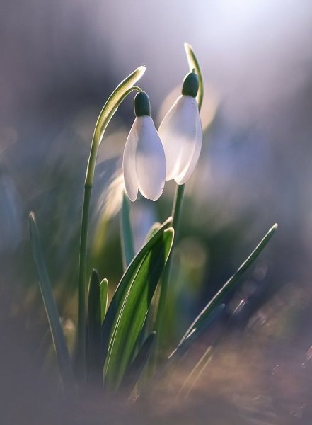 Доброе утро с подснежниками летом