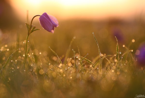 Доброе утро природа с надписью