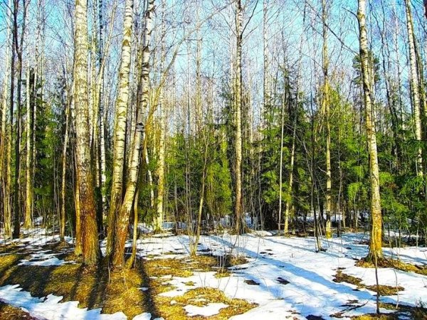 Лес весной