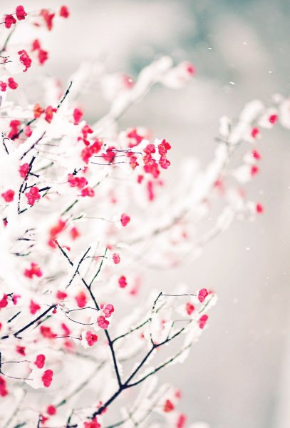 Нежные цветы зима