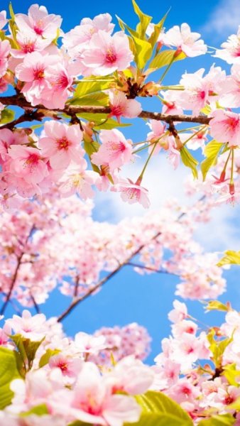 Обои на рабочий стол природа