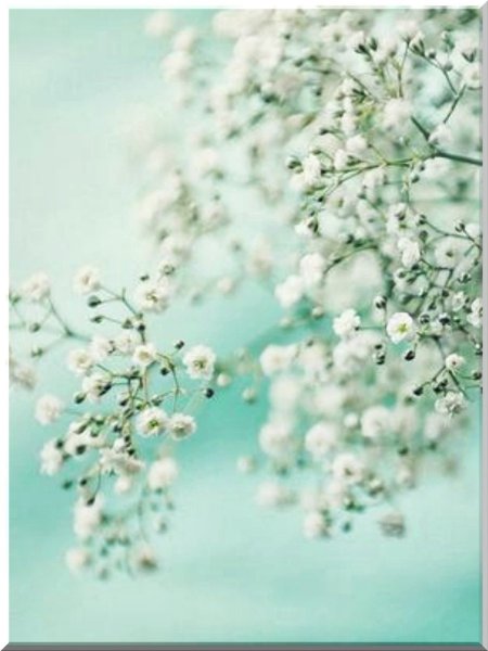 Нежный цветок