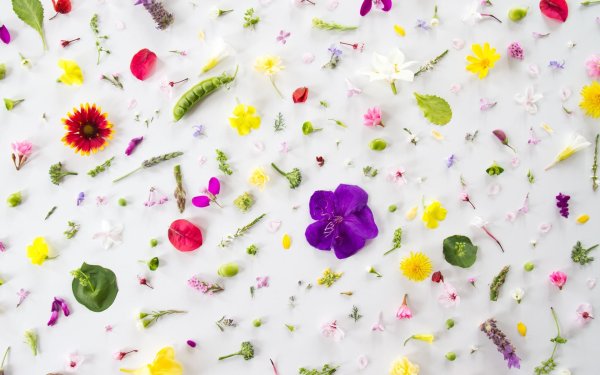 Телевизор Toshiba 43u7750ev