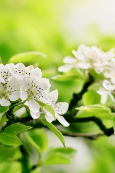 Обои на телефон Сакура