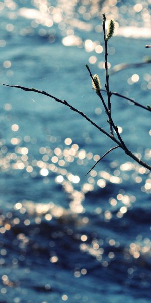 Природа веса