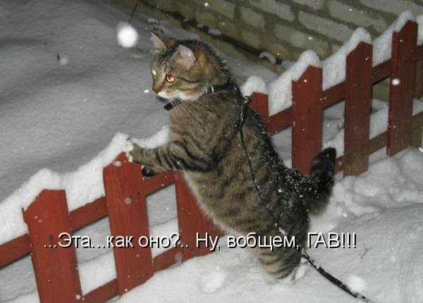 Про мартовских котов с юмором