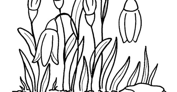 Птица на дереве раскраска