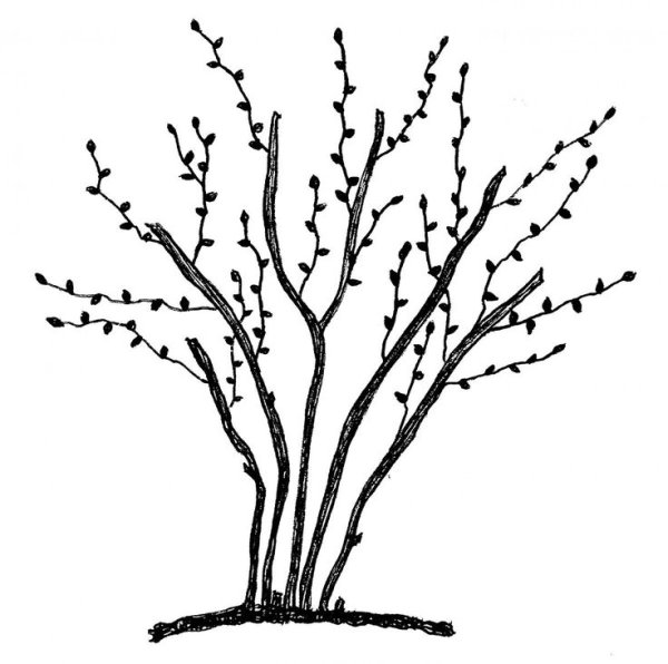 Куст раскраска для детей