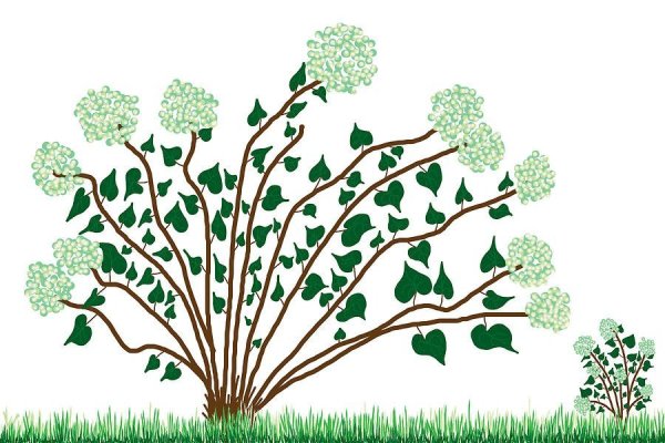 Куст рисунок для детей