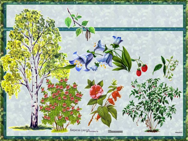 Деревья и кустарники для дошкольников