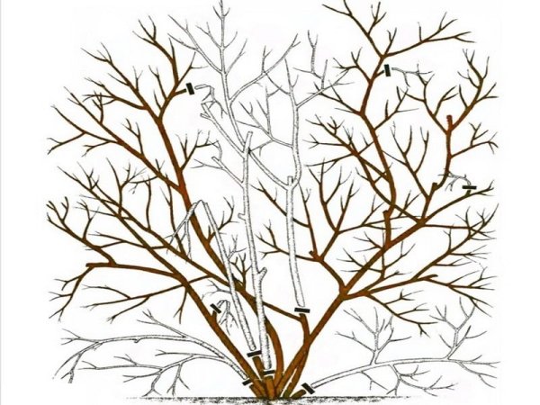 Формирование куста голубики садовой