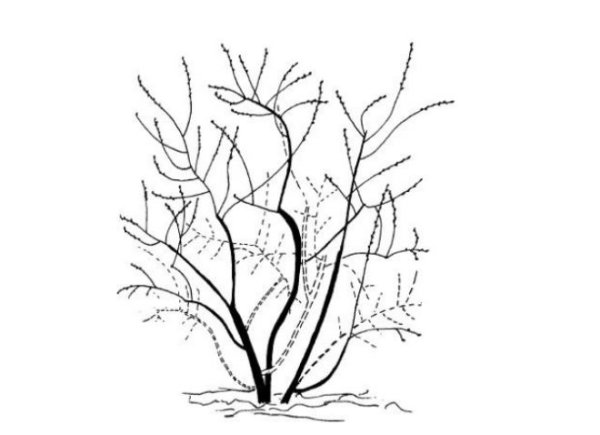 Обрезка голубики схема