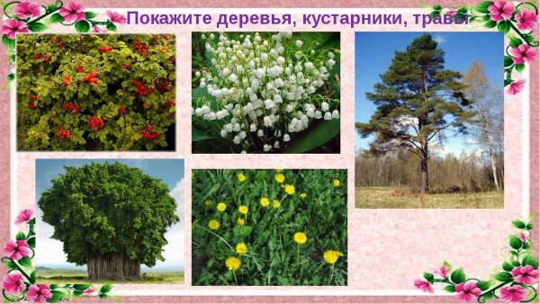 Кустарники названия