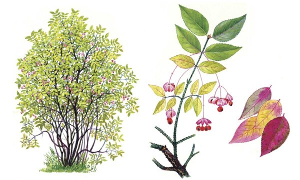 Бересклет бородавчатый листья