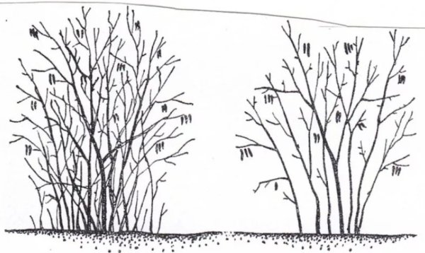 Лещина обыкновенная формировка