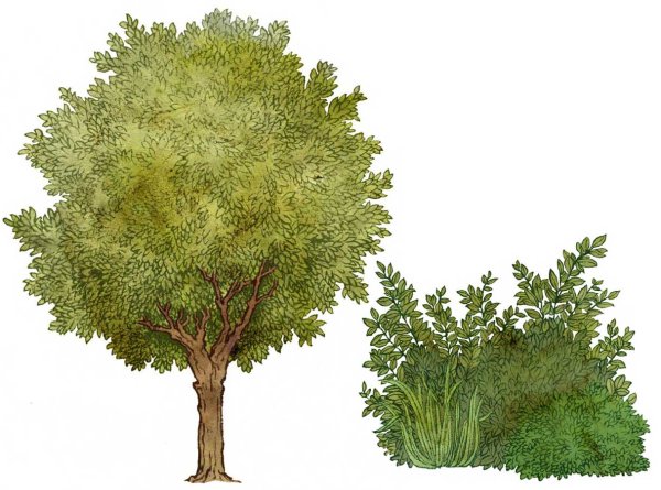 Кустарники для детей