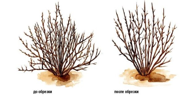 Обрезать снежноягодник белый