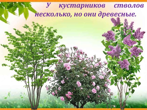 Несколько стволов кустарника